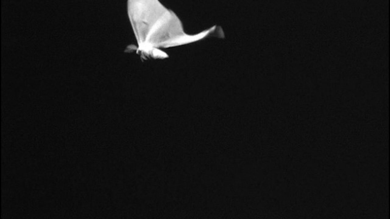 Preview thumbnail for Luna Moth Wings Deflect Bat Attacks