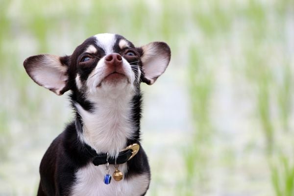 Rocky, Chihuahua Dog thumbnail