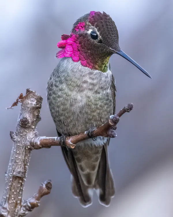 Anna's Hummingbird thumbnail