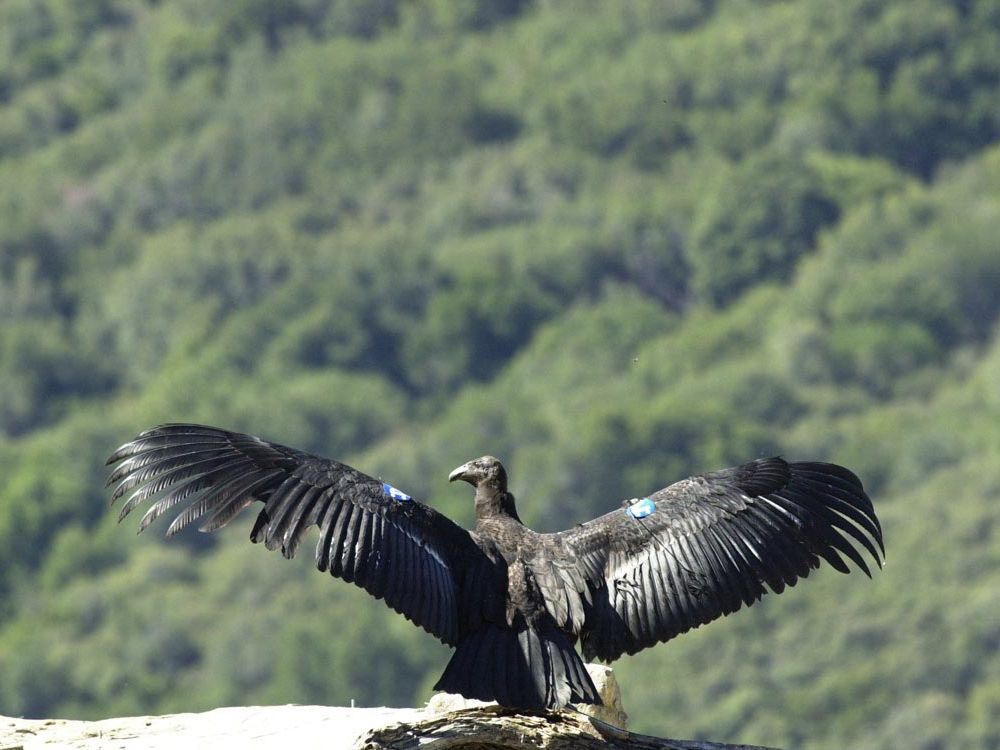 Britain's birds of prey are back from the brink of extinction