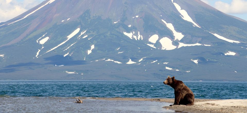  A brown bear sits at water's edge, Kamchatka, Russia 