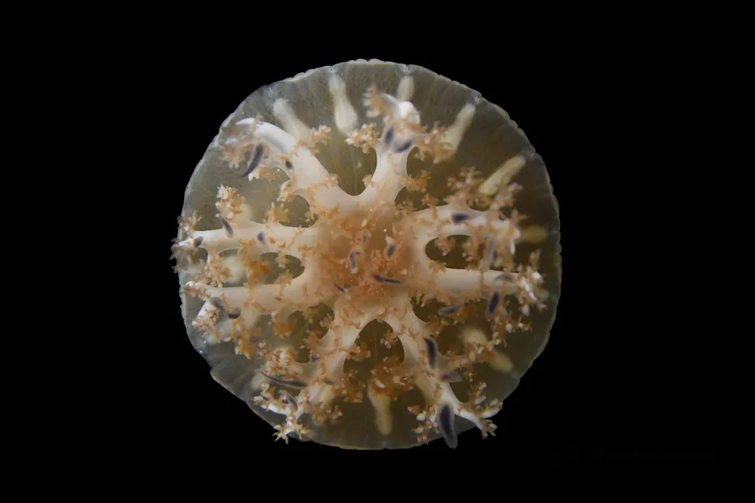 A jellyfish against a black background