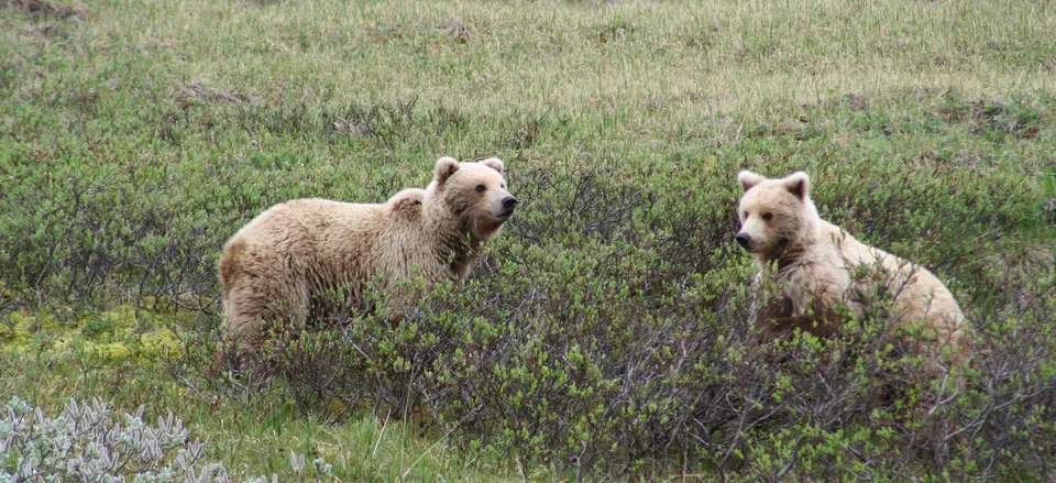  Young grizzlies in Denali National Park 