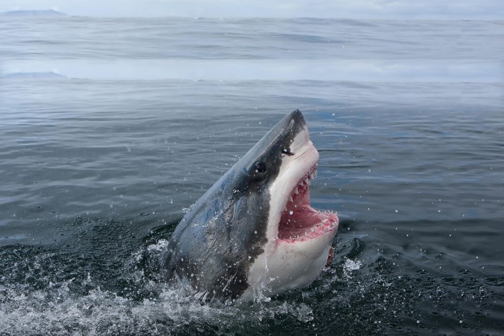 Sharks