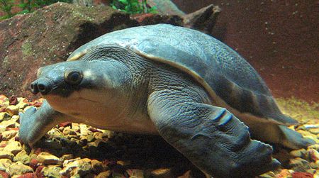 A pig-nosed turtle at the Shedd Aquarium