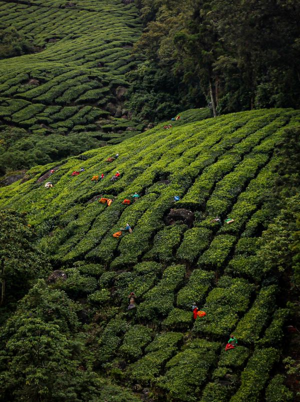 Megamalai, Tamil Nadu, India. A portrait view of tea estate.