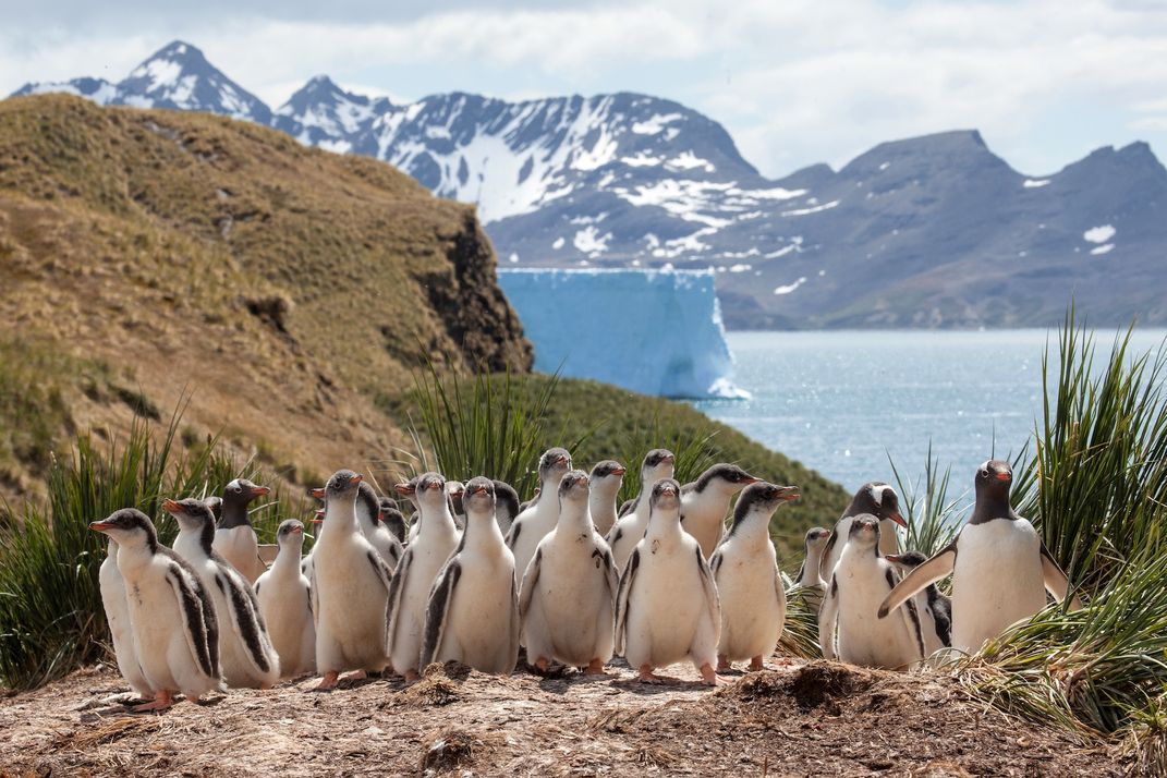 Gentoo Penguins at Maiviken South Georgia, Antarctica | Smithsonian