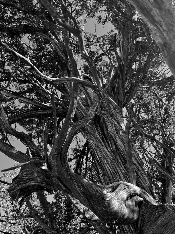 Juniper Tree at Reeves Ridge Ranch thumbnail