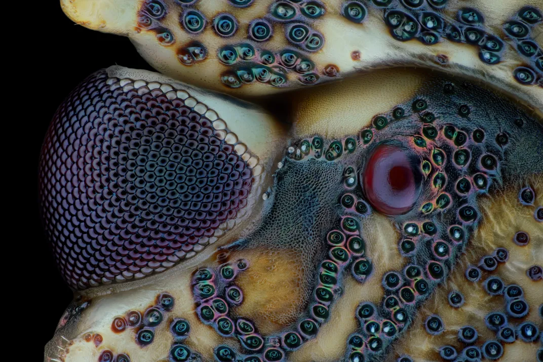 Eyes of a Bug