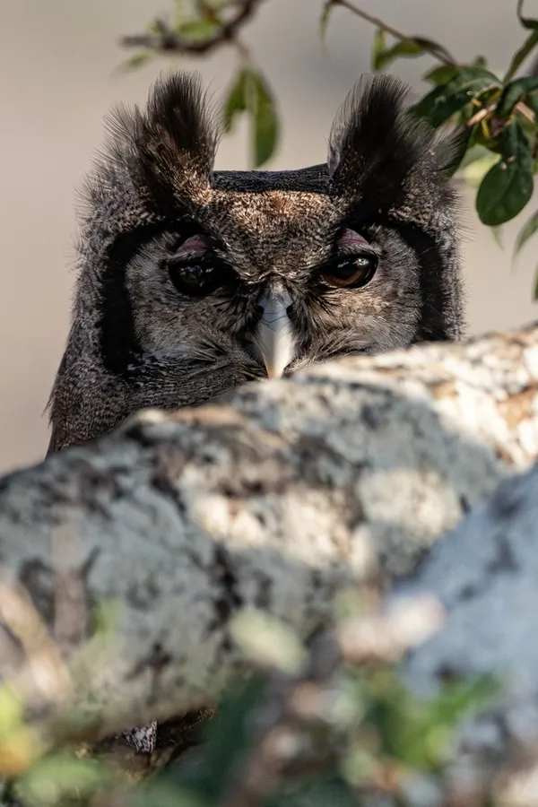 Eyes on you thumbnail