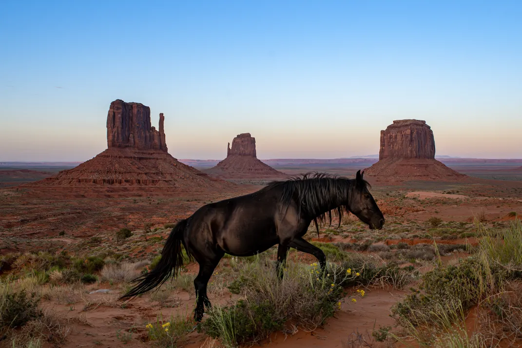 A black horse in desert