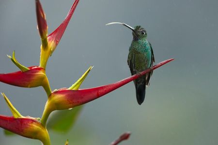 A hummingbird sticks out its tongue in Ecuador. 