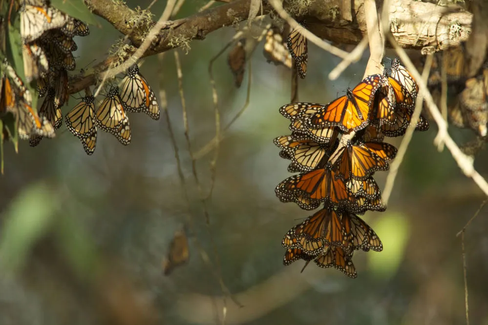 Monarchs