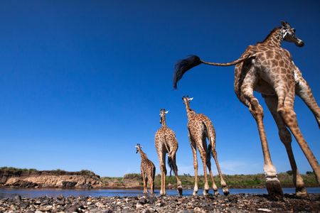 Giraffes make their way across the Mara River. Whether they’re ambling or galloping, giraffes maintain balance by moving their necks in synchrony with their legs.