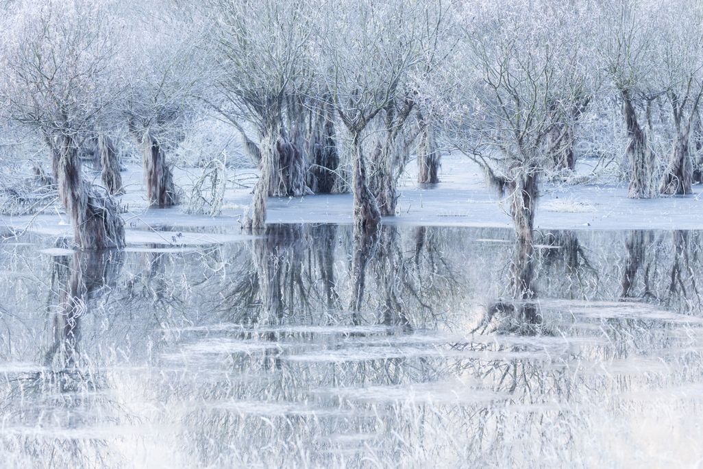 A photo of a frozen wintry lake with partially submerged willow trees.