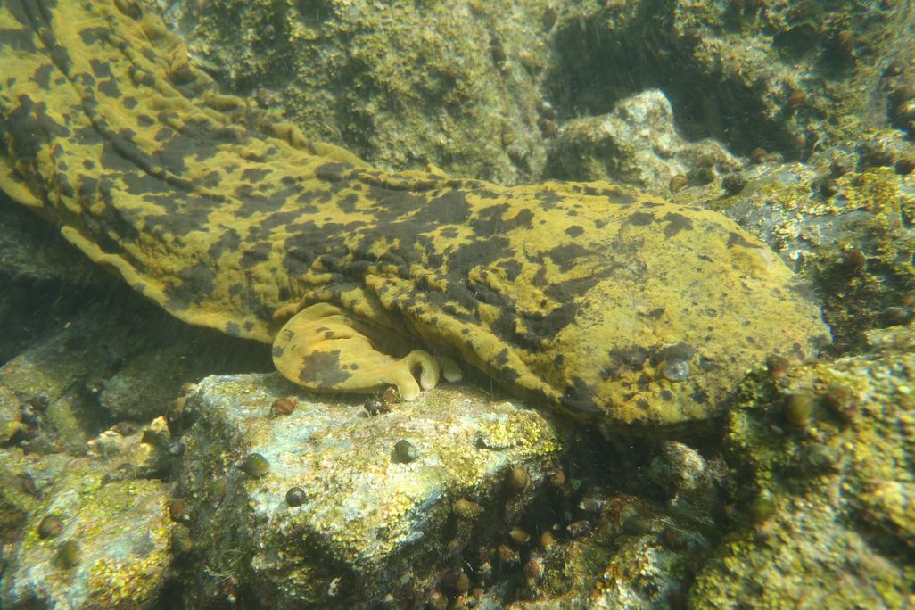 Ozark Hellbender-JTB2012.JPG