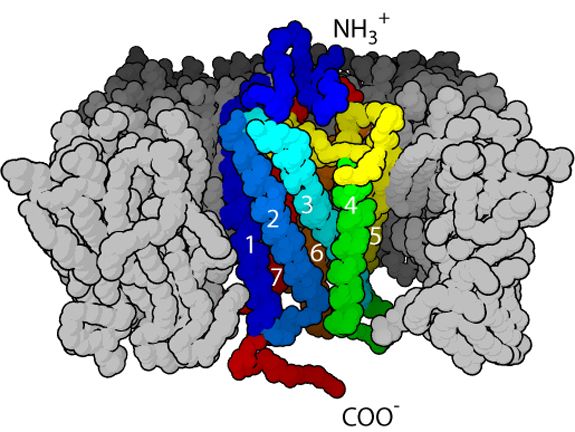 GPCR