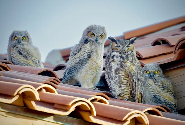 One Tired "Mama" thumbnail