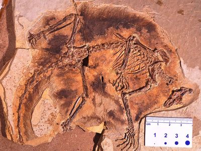 Maiopatagium furculiferum fossil found in China