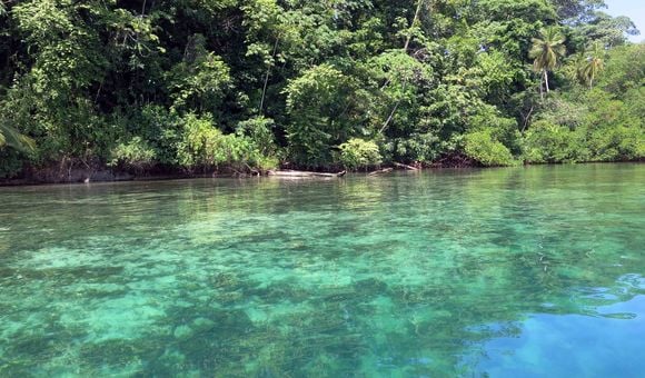 From the surface, the havoc caused on a coral reef by a layer of low-oxygen water was barely evident.