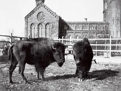 Two American bison grazed in a paddock behind the Castle. A few years later, in 1891, they joined the first animals at the new National Zoo.
