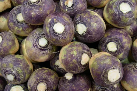 Rutabagas are a cross between turnips and cabbages first described in 1620 