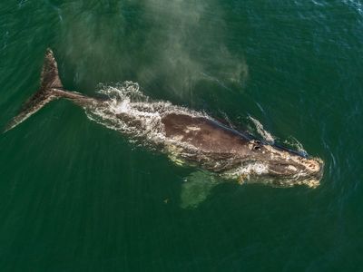 A North Atlantic right whale rests at the ocean’s surface. With an estimated 100 reproductive females remaining, the species could be unable to reproduce naturally in 20 years.