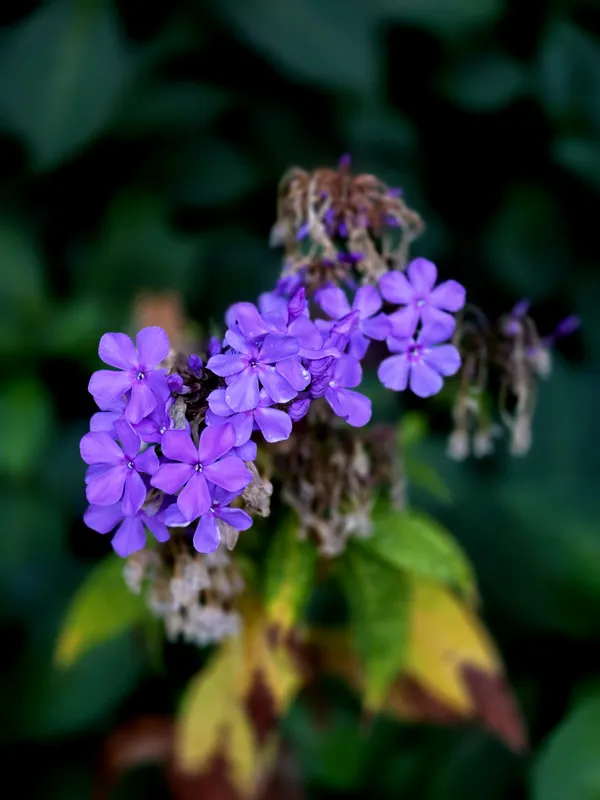 Purple Flowers thumbnail