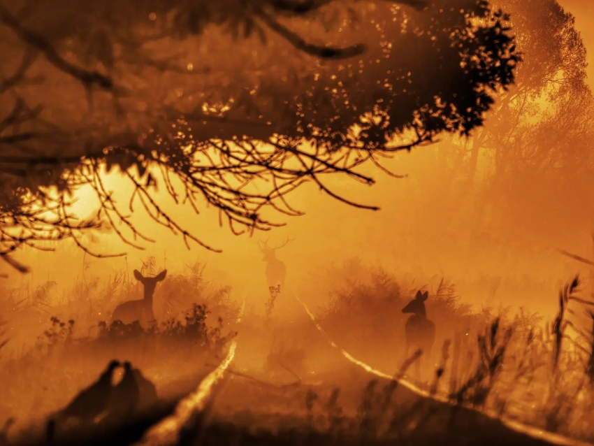 vegetation in an orange glow with three silhouettes of deer