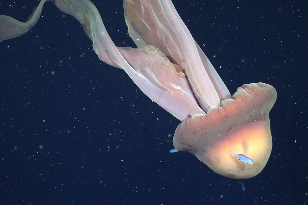 a jellyfish in the ocean