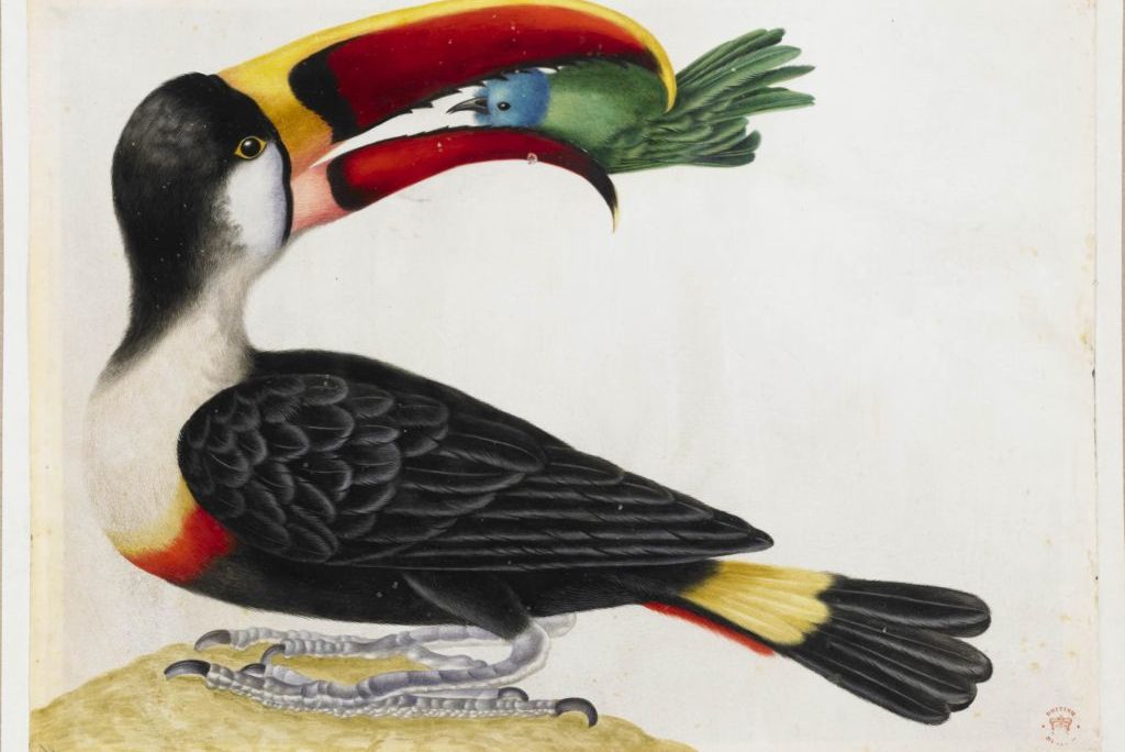 Toucan