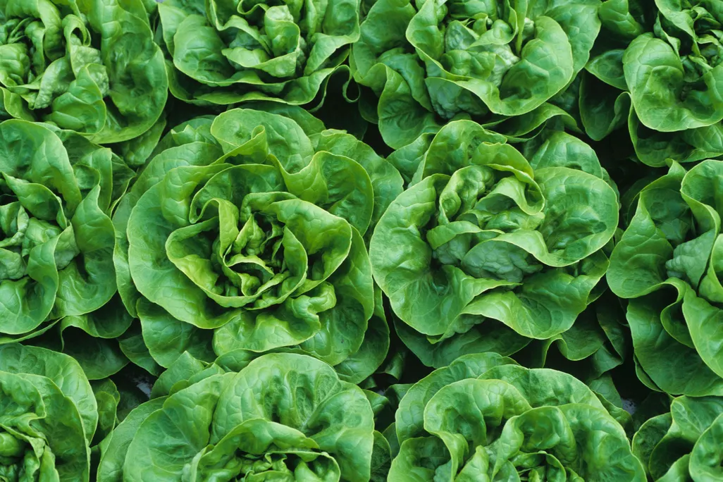 hydroponic lettuce