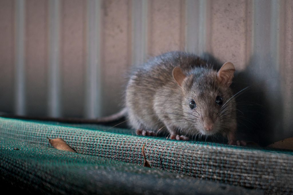 rattus rattus