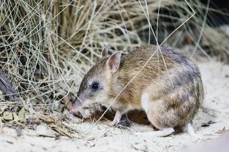 An eastern barred bandicoot explores its space in the Werribee Open Range Zoo.