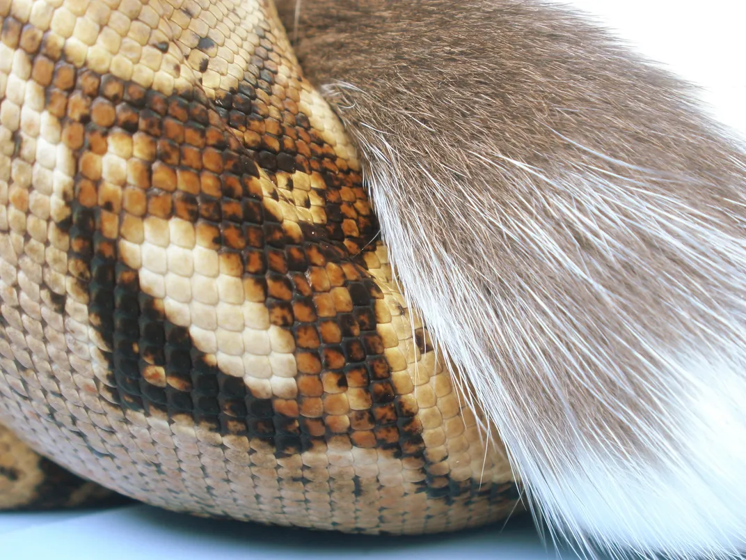 Thumbnail for Red Tail Boa Mouse Rat
