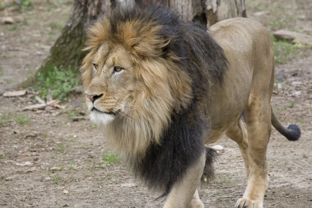 Pictured in this photo is adult male African lion, Luke.