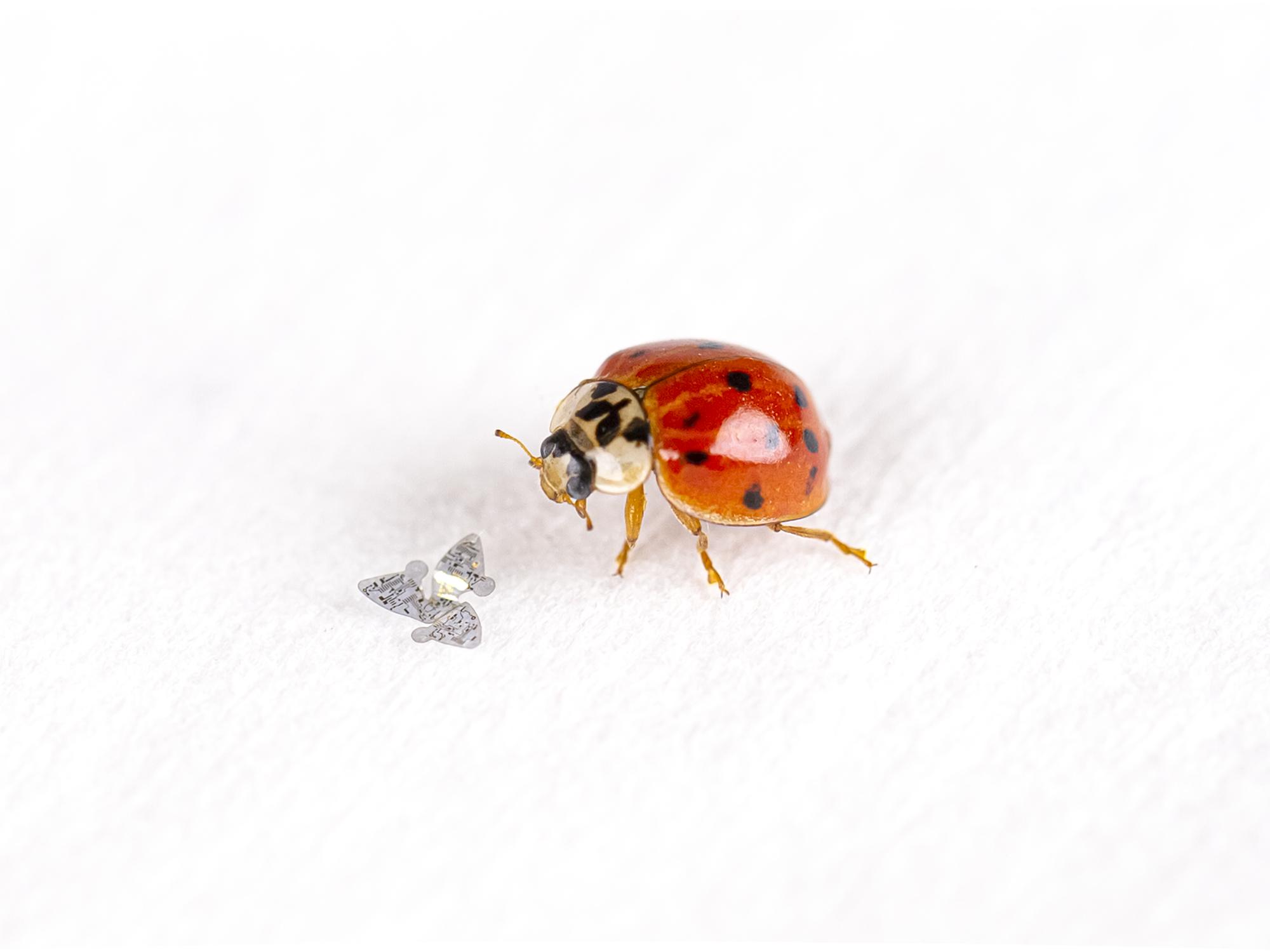 This Flying, Chemical-Detecting Microchip Is Smaller Than a Grain of Sand