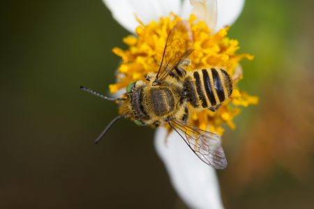 Megachile rotunda