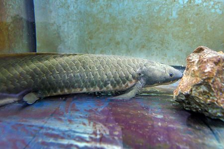 An Australian lungfish (Neoceratodus forsteri) at the Haus des Meeres in Vienna, Austria.