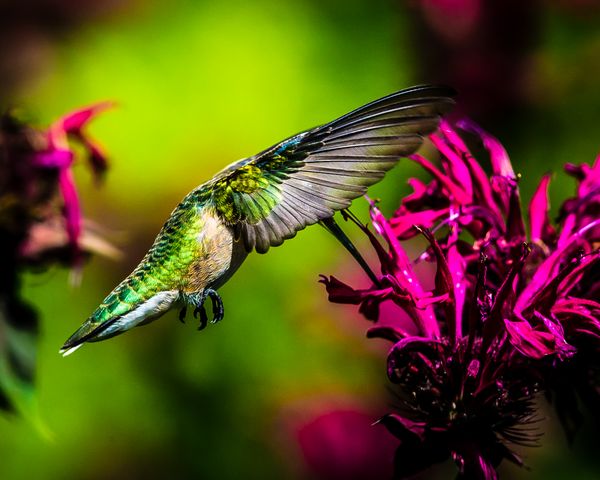 hummingbird feeding on backyard flowers thumbnail