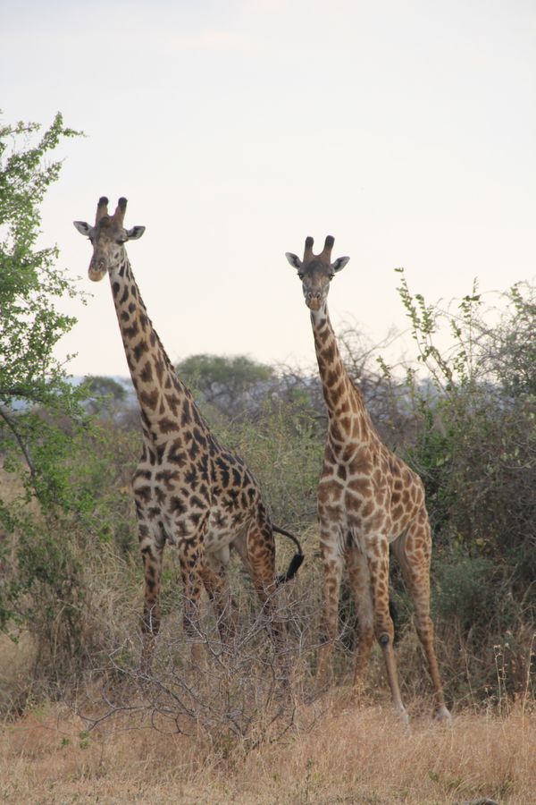 Giraffes in the Serengeti seen on safari. thumbnail