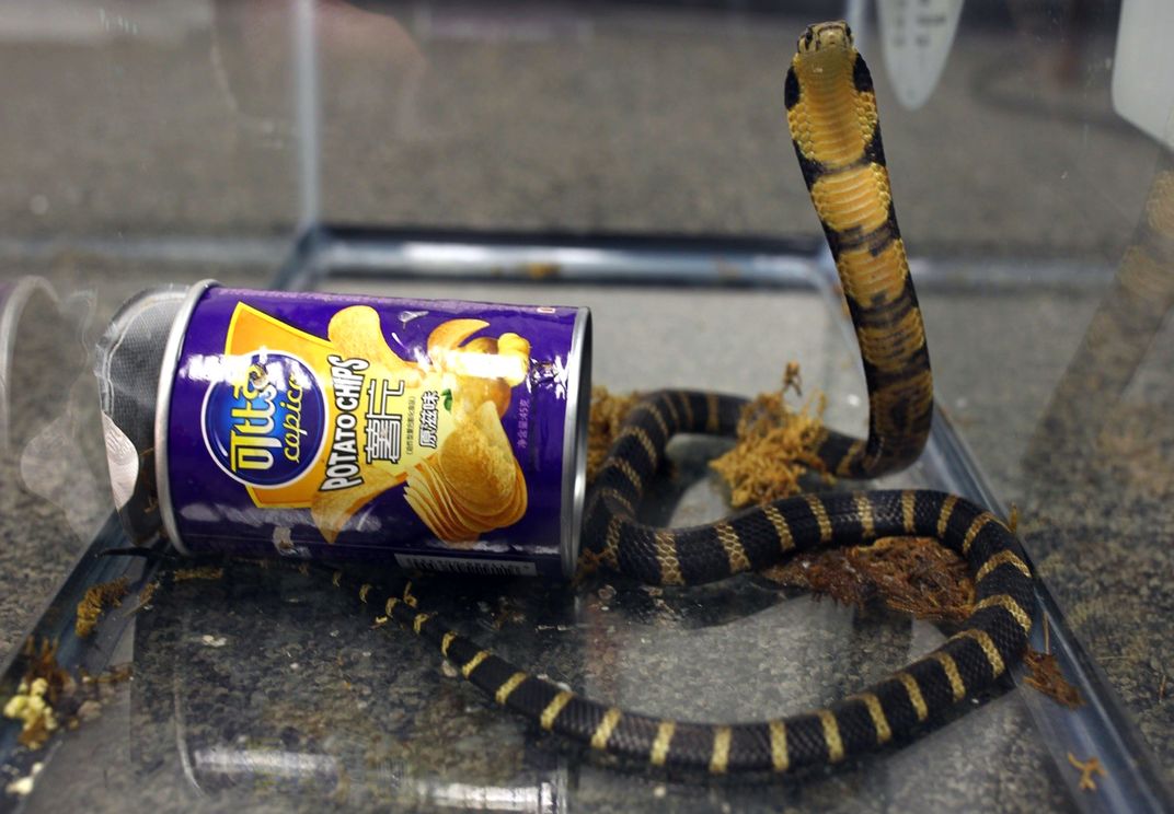 a cobra in a tank with an open can of potato chips beside it