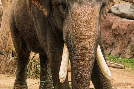 Zoo curator Bryan Amaral expects Spike will play nice with the other elephants. "For a bull elephant," he says, "Spike's a pretty amenable guy."