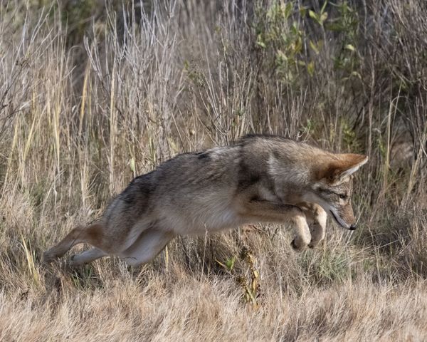 Coyote on the hunt. thumbnail