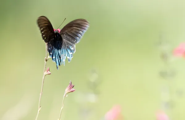 Dance of Nature: Swallowtail Butterfly thumbnail