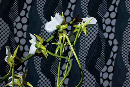Angraecum longicalcar is threatened by increasing fires and a buzzing black market for orchids. Conservators at England's Royal Botanic Gardens, Kew, have been working to reintroduce seedlings into the wild.
