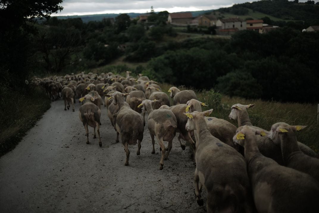 the Lacaune breed of sheep