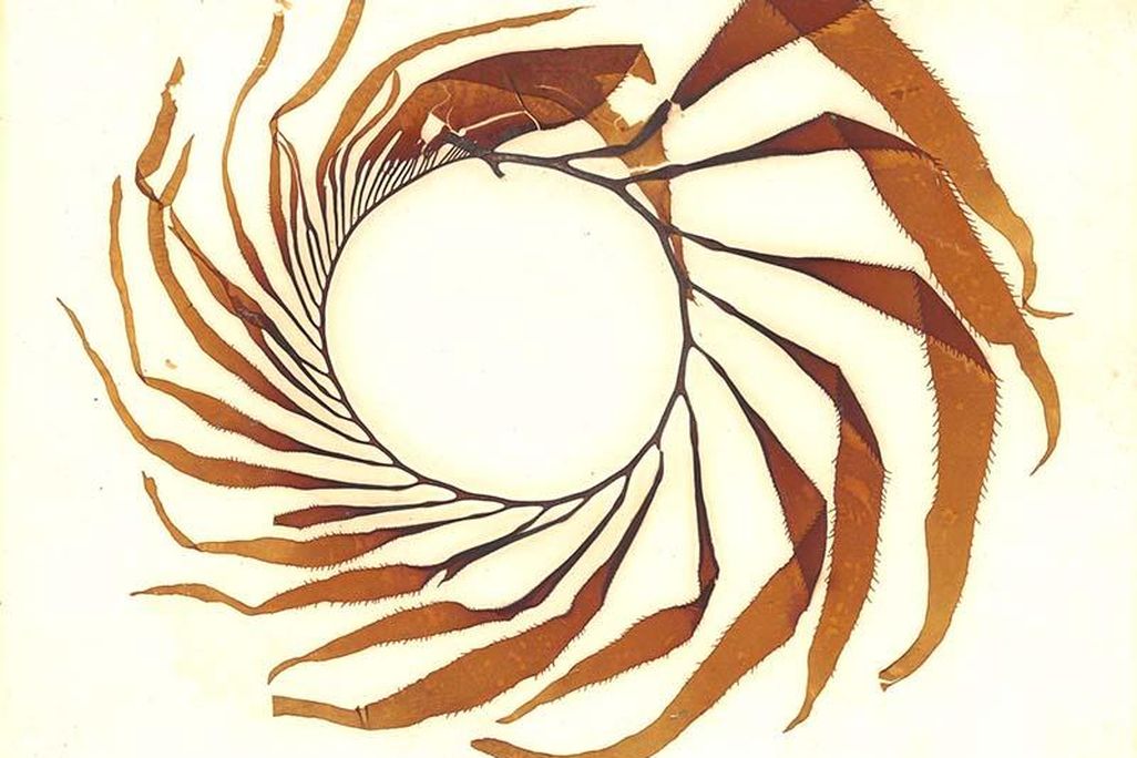 pressed kelp.jpg
