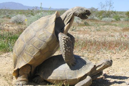 “These males were still alive and living around the females, they just apparently weren’t getting any of the matings, or the matings weren’t working,” says Robert C. Fleischer. 