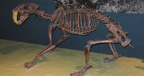 20110520104011800px-smilodon_californicus.jpg